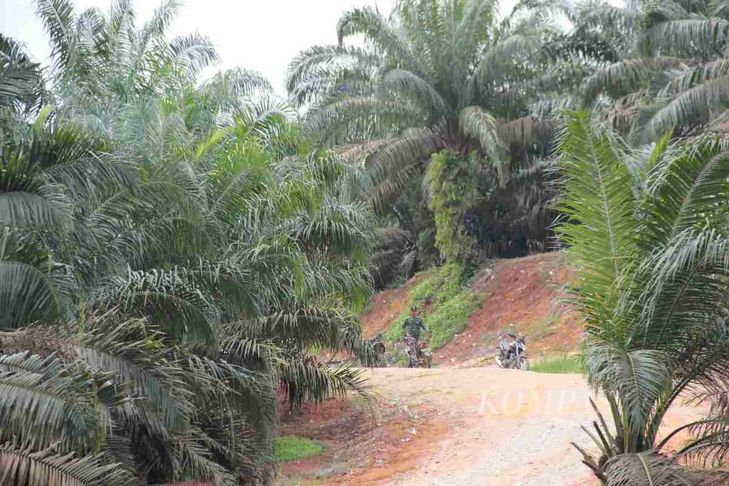 Lahan kelapa sawit PTPN V yang dinyatakan masuk dalam kawasan hutan. PTPN V diminta mengosongkan tanaman kelapa sawit.