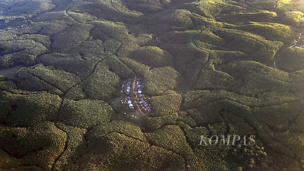 A stretch of oil palm plantations in the Sukaraja area of Seluma Regency, Bengkulu on Saturday (9/12/2017).