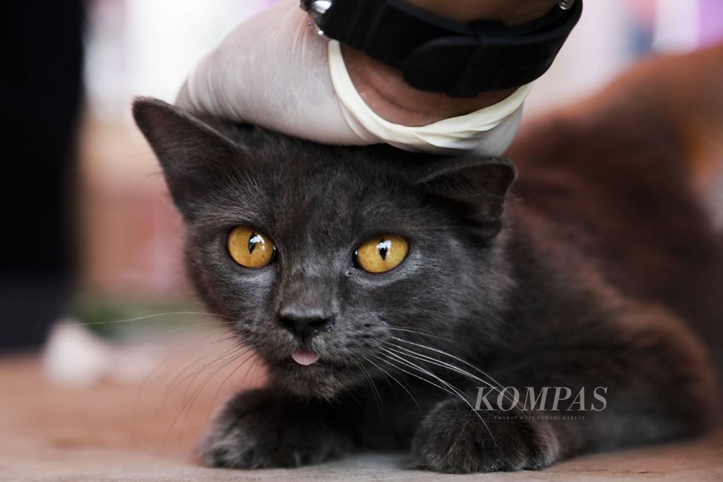 Para petugas dari Pusat Kesehatan Hewan Dinas Ketahanan Pangan, Pertanian, dan Perikanan Kota Tangerang Selatan melakukan vaksinasi rabies gratis kepada hewan peliharaan di Setu, Tangerang Selatan, Banten, Kamis (12/9/2019). 