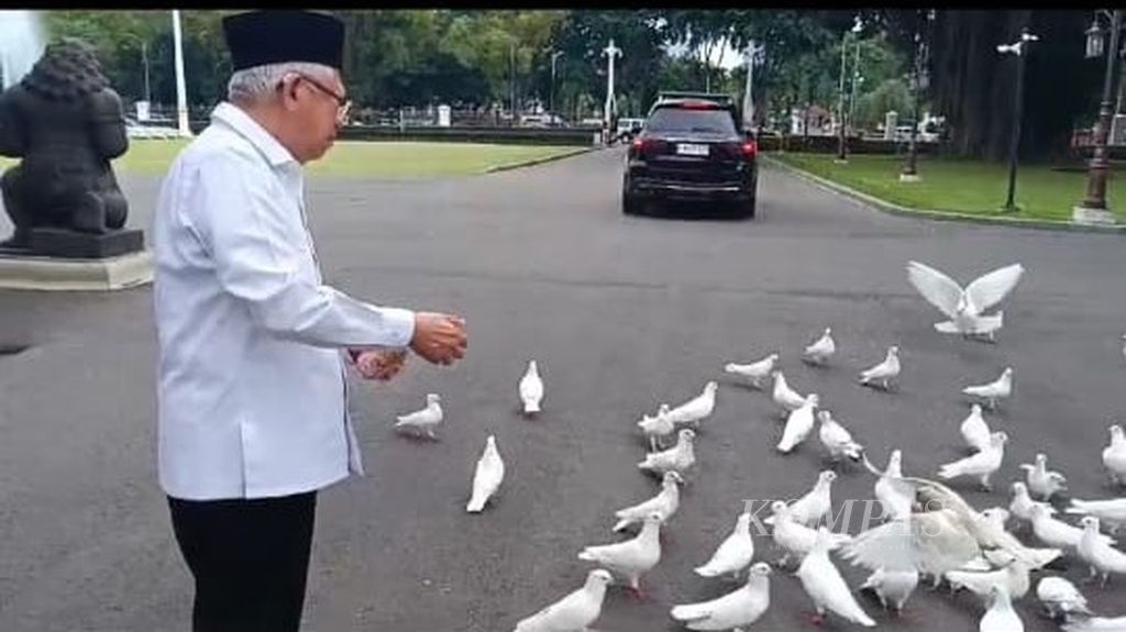 Wapres Ma’ruf Amin tengah menebarkan jagung sebagai makanan pokok burung merpati di Istana Merdeka, Jakarta, Jumat (18/1/2024).