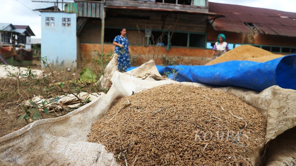 Benih padi yang direncanakan akan ditanam dijemur lantaran terendam banjir bercampur lumpur hingga berubah warna di Desa Pengaron, Kabupaten Banjar, Kalimantan Selatan, Jumat (22/1/2021).
