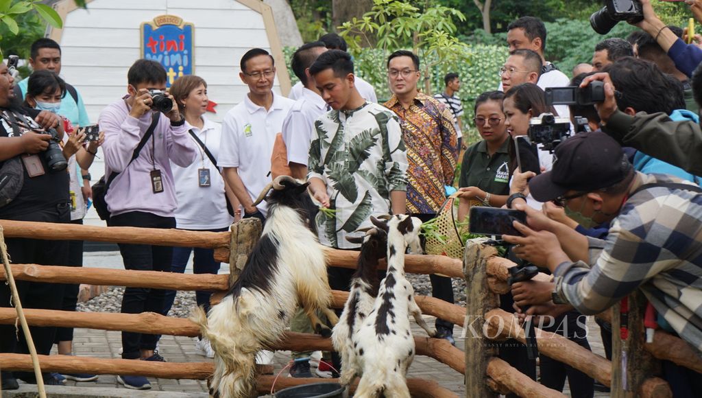 Wali Kota Surakarta Gibran Rakabuming Raka memberi makan kambing dalam peresmian Solo Safari di Kota Surakarta, Jawa Tengah, Jumat (27/1/2023). 