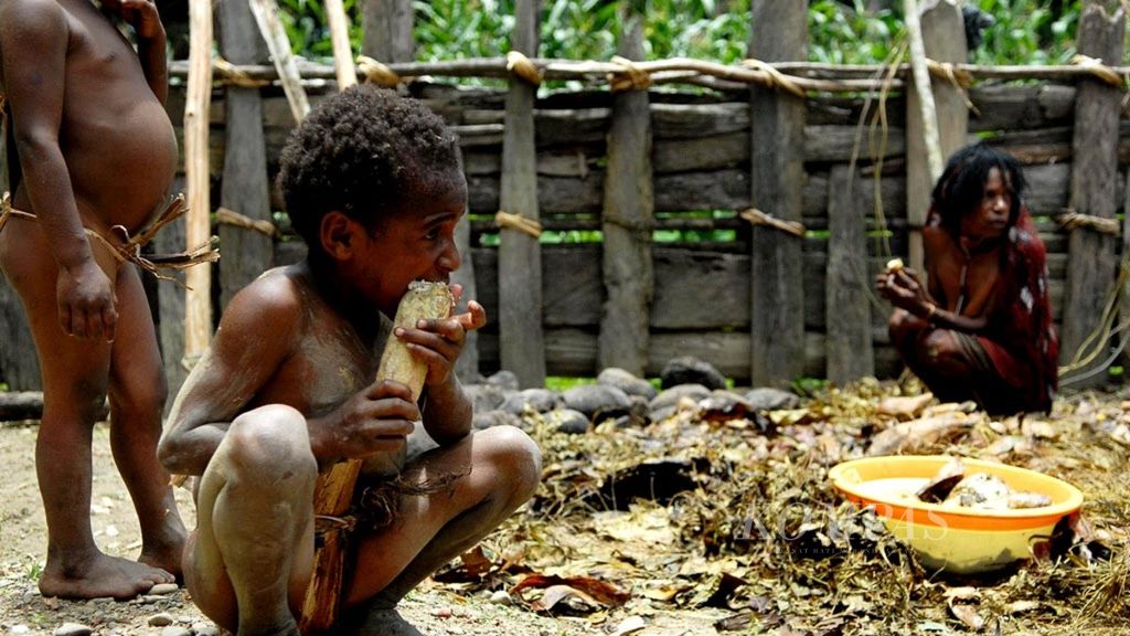 The life of the Dani people in the Silo Sukarno Doga District, Baliem Valley, Jayawijaya Regency, Papua. A child enjoys a kind of roasted sweet potato after a stone roast.