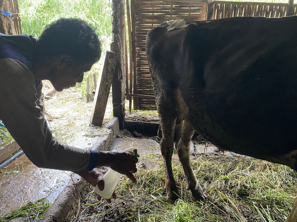 Peternak menyemprotkan cairan obat ke kaki sapi di kandang komunal di Desa Kalisidi, Kecamatan Ungaran Barat, Kabupaten Semarang, Jawa Tengah, Kamis (2/6/2022). 
