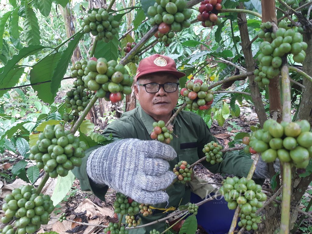 Seorang petani memanen kopi di Pekon Way Harong, Kecamatan Air Naningan, Kabupaten Tanggamus, Lampung, pada akhir Juni 2024. Harga kopi robusta tahun ini mencapai Rp 70.000 per kilogram.