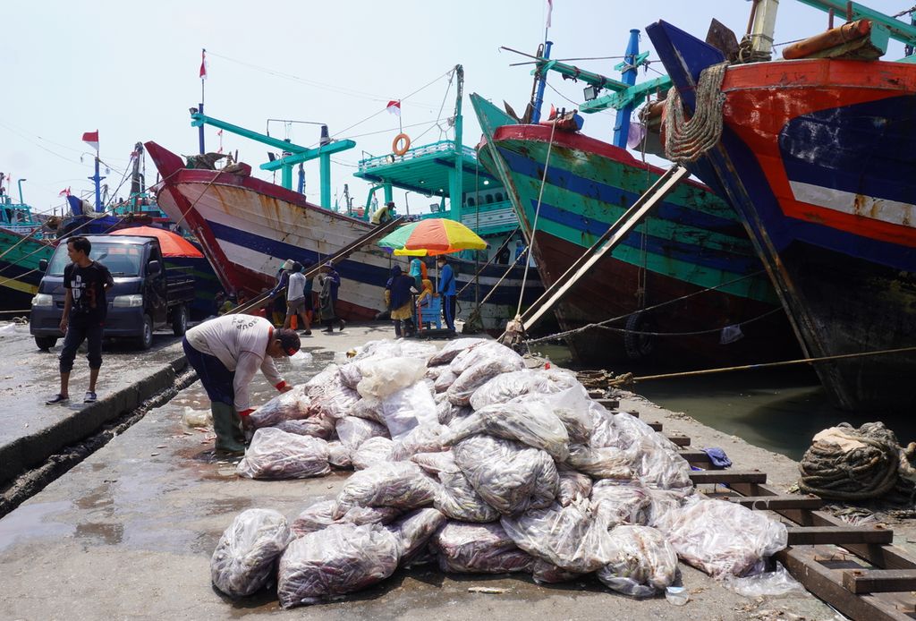 Nelayan cantrang membongkar tangkapannya di dermaga Pelabuhan Perikanan Pantai Tegalsari, Kota Tegal, Jawa Tengah, Selasa (10/8/2021). Di pelabuhan perikanan terbesar di Kota Tegal tersebut, ada belasan ribu ton ikan yang dibongkar setiap tahun. Pelabuhan yang diresmikan pada tahun 2004 tersebut direncanakan akan direvitalisasi pada tahun 2022 oleh Kementerian Kelautan dan Perikanan untuk membuat aktivitas perikanan di pelabuhan itu lebih nyaman dan sehat.