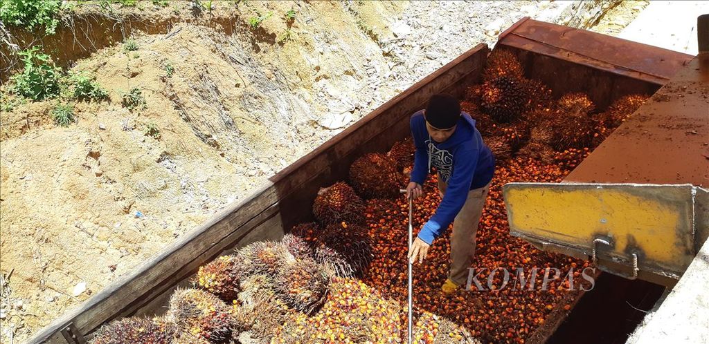 Seorang pekerja merapikan tandan buah segar (TBS) kelapa sawit di dalam truk. Adapun TBS tersebut dihasilkan dari perkebunan kelapa sawit yang ada di Paser, Kalimantan Timur.