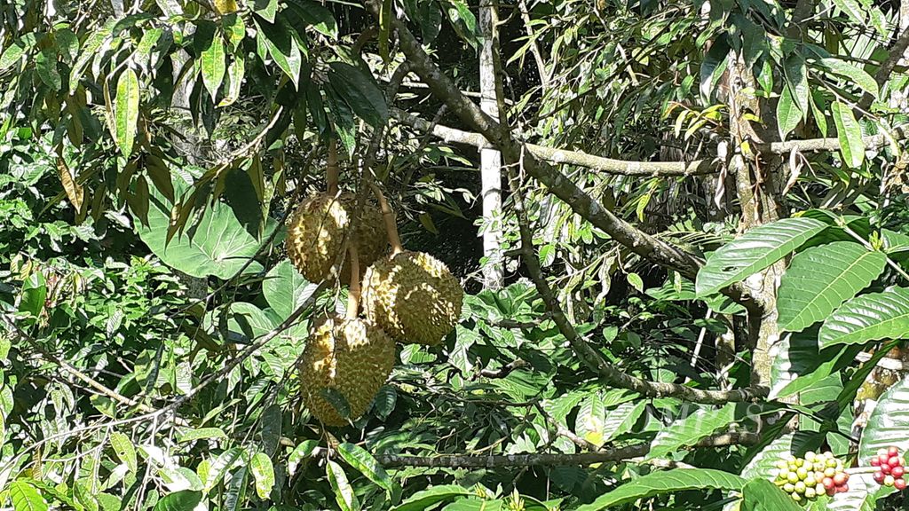 Tanaman durian dari Desa Telemung. Foto diambil pada Kamis (15/6/2023).