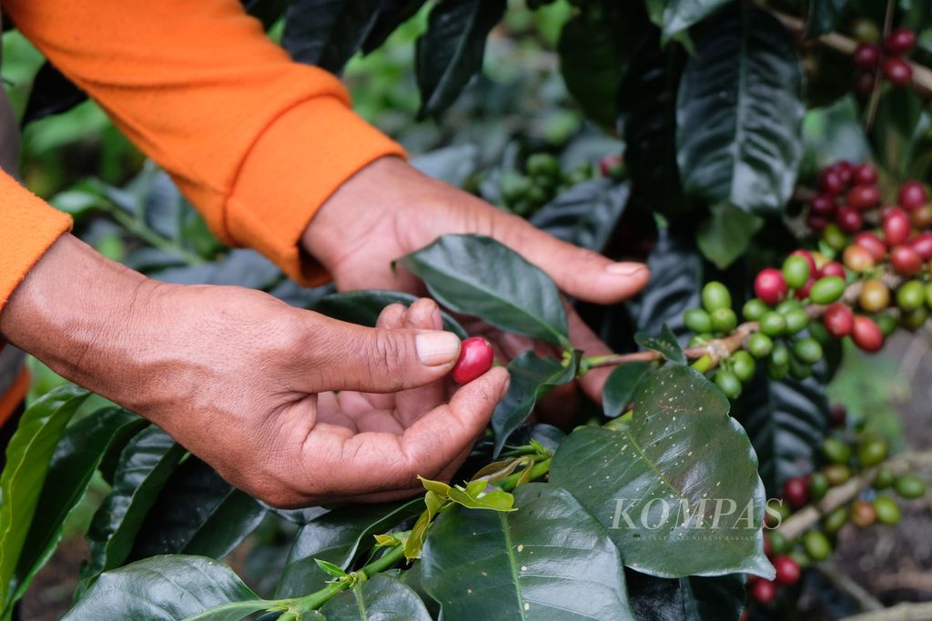 A farmer in Ibun Village, Ibun District, Bandung Regency, West Java harvests coffee beans produced from the social forestry they manage, in Ibun Village, Friday (5/5/2023).