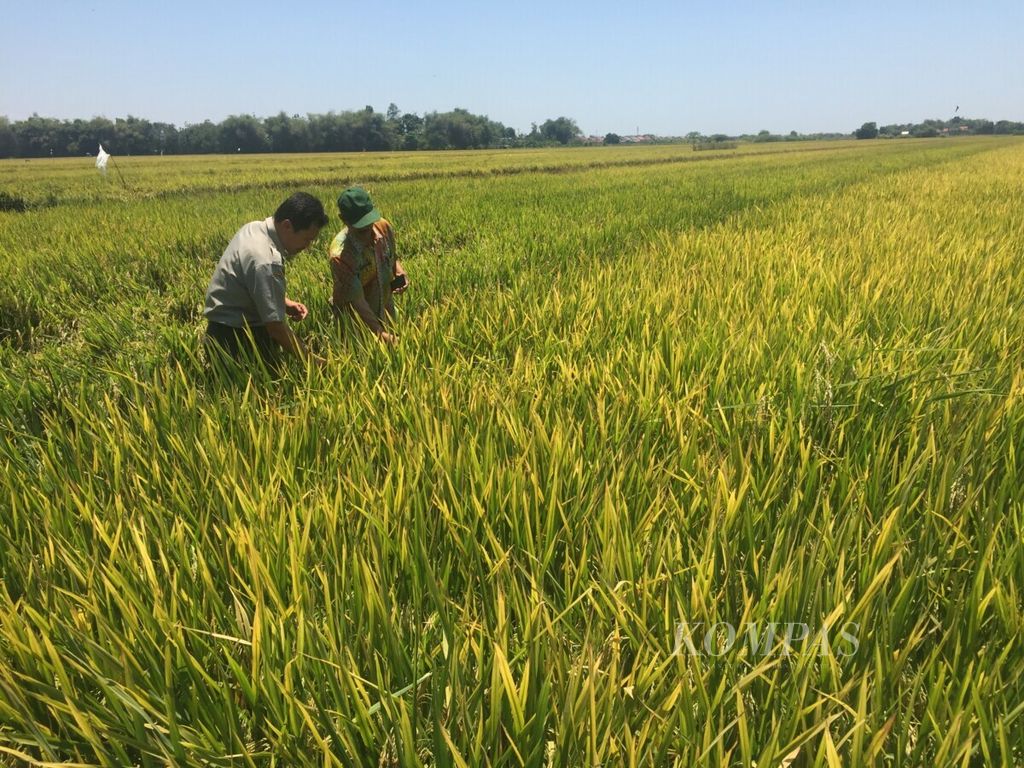 Peneliti padi dari Badan Penelitian dan Pengembangan Pertanian Kementerian Pertanian, Untung, bersama petani memeriksa tanaman padi varietas Inpari 42 di Kecamatan Wonoayu, Kabupaten Sidoarjo, awal Oktober lalu.