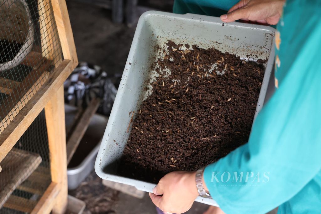 Pegiat Bank Sampah Edellweis mengelola maggot untuk pengurai samppah di kampung organik Edellweis di Kelurahan Rejowinangun Selatan, Magelang Selatan, Kota Magelang, Jawa Tengah, Rabu (12/10/2022). 