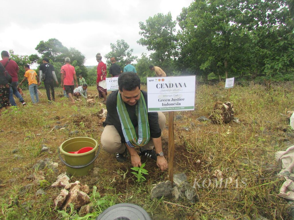 Direktur Green Justice Indonesia Dana Prima Tarigan turut menanam anakan pohon cendana secara simbolik di Desa Baumata Utara, Kabupaten Kupang, NTT, Jumat (26/1/2024).
