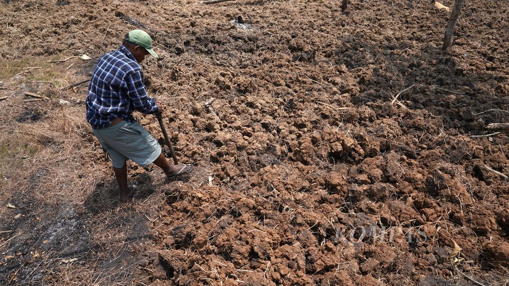 Asep used a forked hoe to loosen the soil in a dry field in Sirnajati Village, Cibarusah District, Bekasi Regency, West Java on Thursday (24/8/2023).