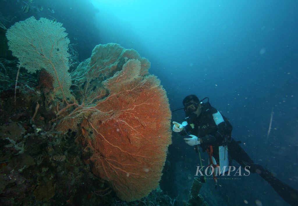 Peneliti BRIN, Mohammad Abrar, mengamati kipas laut saat penyelaman bersama tim Ekspedisi Terumbu Karang harian<i> Kompas</i> di titik penyelaman NHR02 di sekitar Pulau Babua, Jailolo, Halmahera Barat, Kamis (27/7/2017).