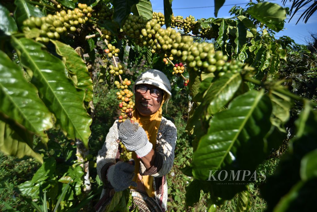 Petani penggarap lahan kopi orang lain, Painah, memetik buah merah dari pohon kopi robusta di kawasan Rimba Candi, Dempo Tengah, Kota Pagaralam, Sumatera Selatan, Kamis (4/7/2024). 