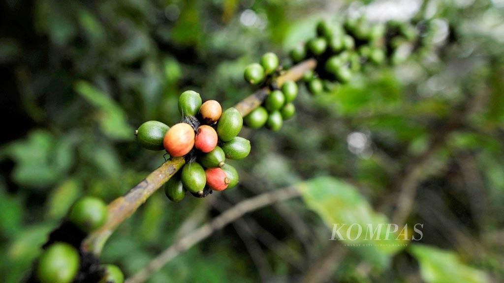 Kopi robusta Lampung.