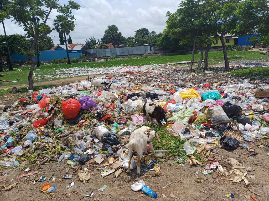 Sampah menumpuk di pesisir Pantai Nunsui dekat Pasar Oesapa, Kota Kupang, Minggu (21/1/2024). Tampak beberapa ternak kambing milik warga sedang mengais pakan di dalam tumpukan sampah ini. 