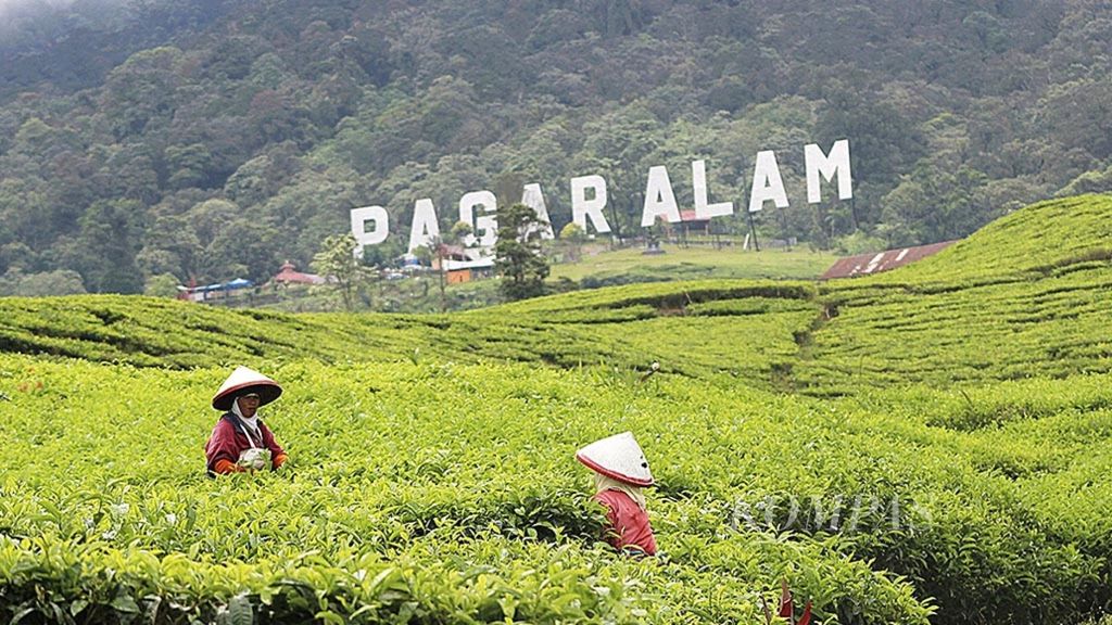 Dua orang pemetik teh tengah memetik daun teh di kaki Gunung Dempo, Pagar Alam, Sumatera Selatan, Jumat (15/12/2017). 