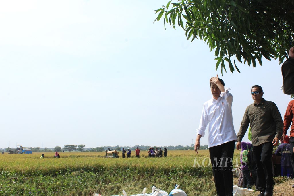 Presiden Joko Widodo mengecek panen padi di Desa Karanglayung, Kecamatan Sukra, Kabupaten Indramayu, Jawa Barat, Jumat (13/10/2023). Produktivitas padi di daerah itu bisa mencapai 8,5 ton gabah kering panen per hektar. Presiden mengatakan, cadangan beras pemerintah saat ini 1,7 juta ton dan masih akan bertambah 500.000-600.000 ton lagi.