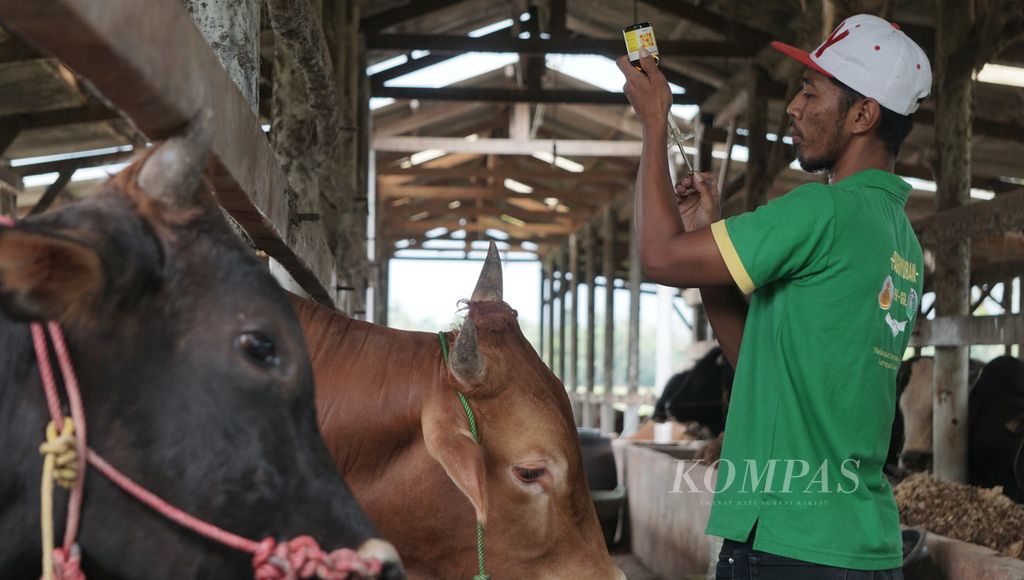 Anggota Kelompok Ternak Limousin di Desa Astomulyo, Kecamatan Punggur, Kabupaten Lampung Tengah, Lampung, mengecek kondisi kesehatan sapi, Sabtu (15/8/2020).