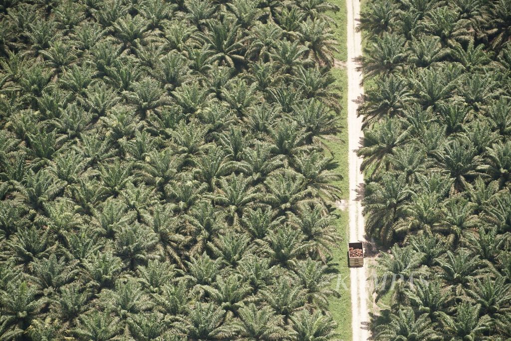 Truk pengangkut sawit tandan buah segar melintas di jalan salah satu perkebunan sawit di Kotawaringin Timur, Kalimantan Tengah, Rabu (9/9/2020). Kotawaringin Timur merupakan wilayah dengan perkebunan sawit paling luas di Kalteng, bahkan Indonesia.