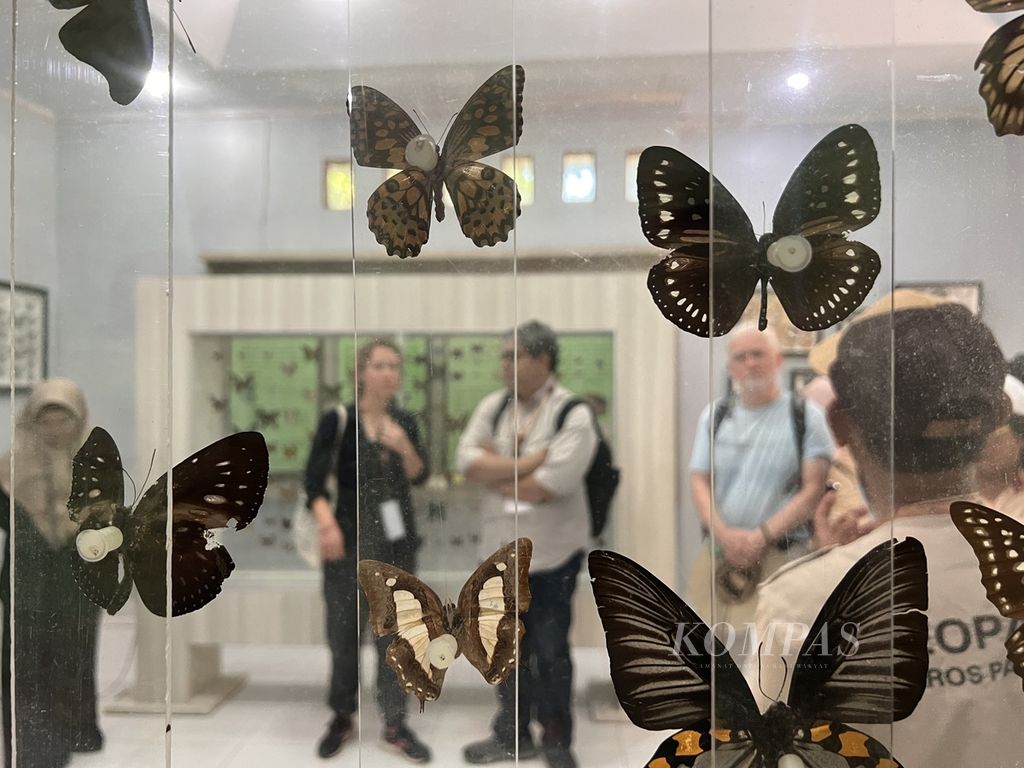 Peneliti melihat kupu-kupu yang diawetkan  di museum dan penangkaran kupu-kupu di kawasan Bantimurung, Maros, Sulawesi Selatan, Minggu (13/8/2023).