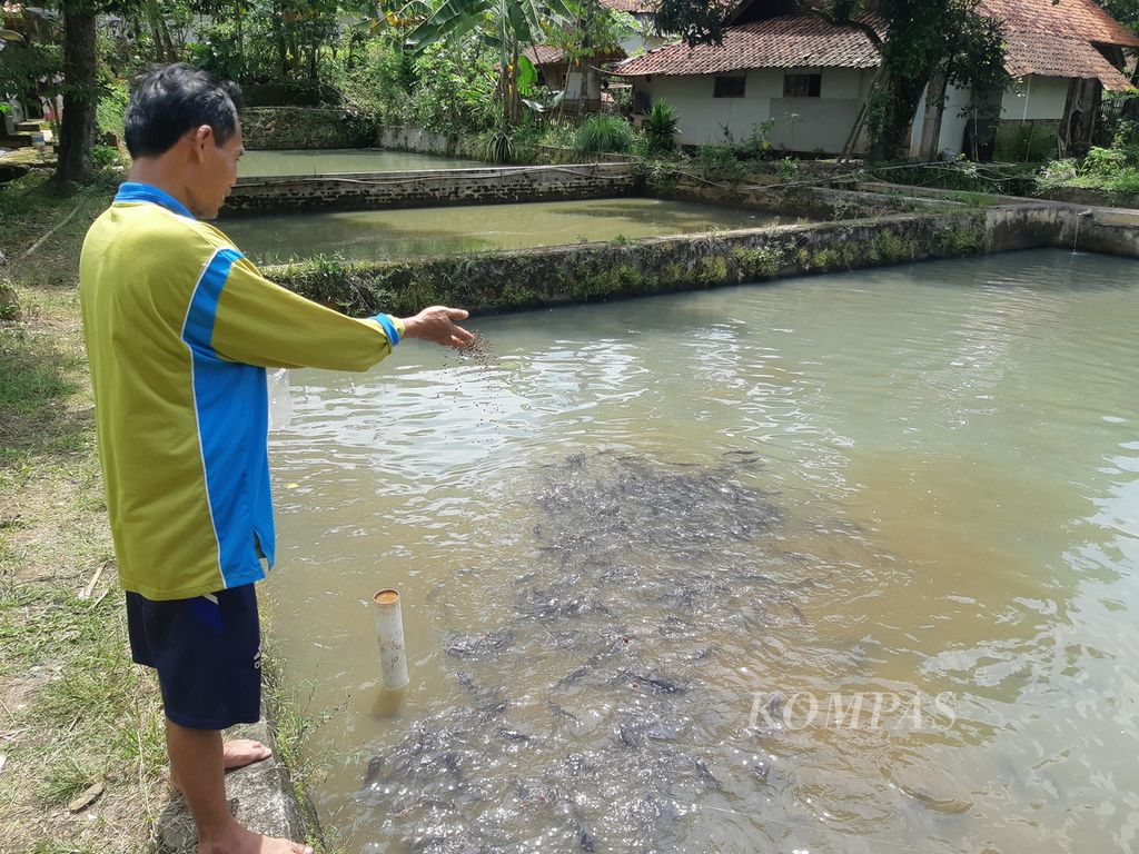 Udin (50) memberi pakan ikan baung (<i>Hemibagrus nemurus</i>) di pondok Kelompok Budidaya Ikan Mina Sakti, Desa Sindangwangi, Kecamatan Sindangwangi, Kabupaten Majalengka, Jawa Barat, Rabu (23/11/2022). Kelompok ini memijahkan dan membudidayakan ikan baung yang populasinya kian terancam.