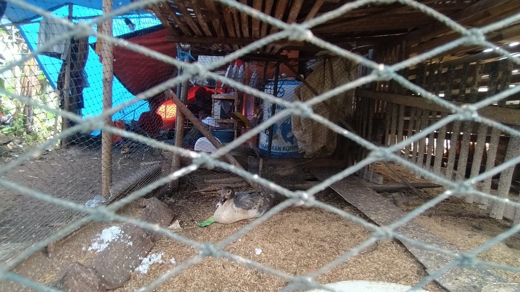 Sejumlah warga mendirikan tenda darurat di pekarangan yang terdapat kandang bebek, di Desa Cikanyere, Kecamatan Sukaresmi, Cianjur, Jawa Barat, Minggu (27/11/2022).