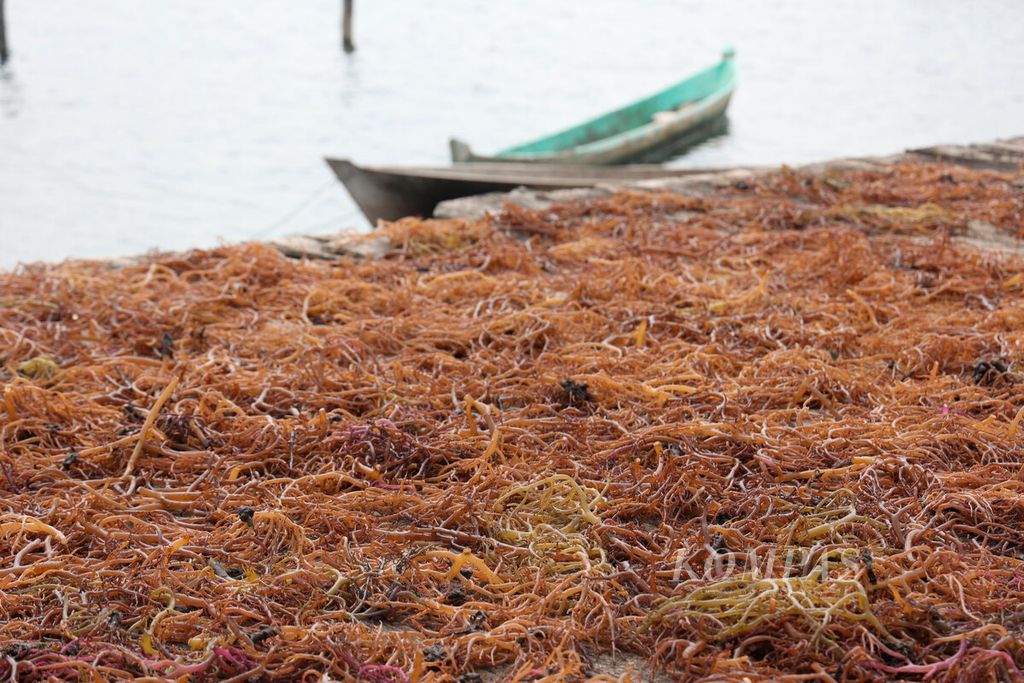 Rumput laut yang dijemur hasil panen raya yang dilakukan bersamaan dengan Festival Budaya Ohoi Letvuan di Desa Letvuan, Kecamatan Hoat Sorbay, Kabupaten Maluku Tenggara, Provinsi Maluku, Sabtu (16/9/2023). 