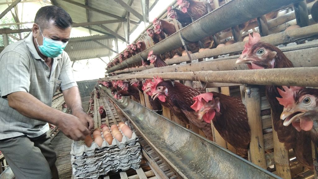 Widodo Setiohadi, peternak di Desa Pohgajih, Kecamatan Selorejo, Kabupaten Blitar, Jawa Timur, Selasa (14/9/2021), tengah memungut telur ayam ras dari kandang. 