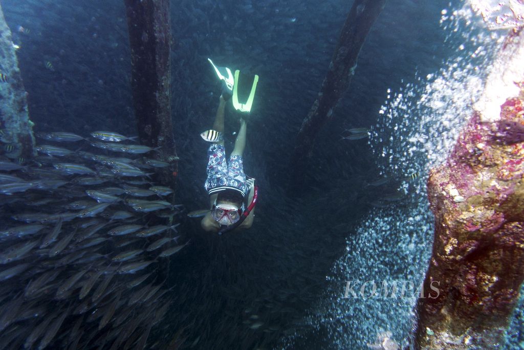 Seorang anak bermain di bawah dermaga Pulau Arborek, Raja Ampat, Papua Barat, Selasa (1/6/2021). Kemunculan kawanan ikan di tempat itu merupakan hal yang banyak dicari oleh para wisatawan. Pesona alam bawah laut menjadi daya tarik utama bagi sektor wisata Raja Ampat. 