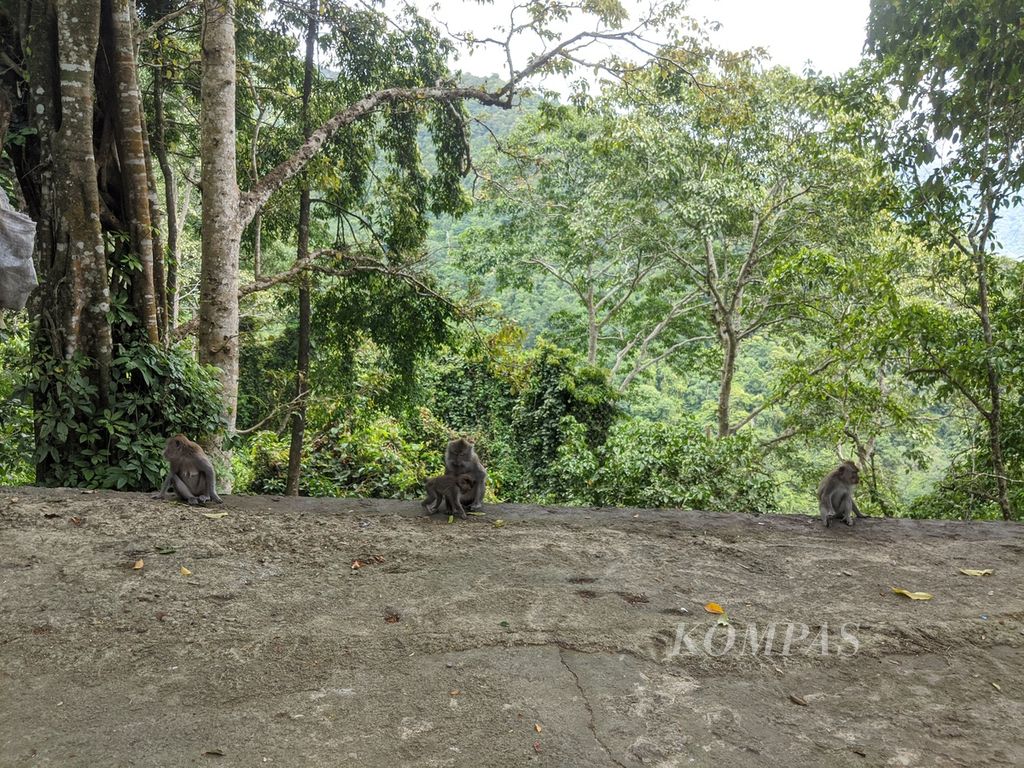 Monyet ekor panjang di kawasan Pusuk, Lombok Utara, NTB.