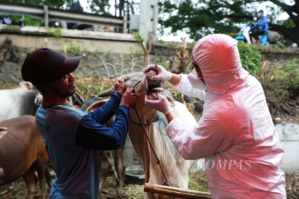 Petugas dari Dinas Ketahanan Pangan Kota Tangerang memeriksa mulut sapi yang dijual pedagang sapi musiman di kawasan Cipondoh, Kota Tangerang, Banten, Rabu (15/6/2022). Pemeriksaan dilakukan untuk mengantisipasi penularan penyakit mulut dan kuku. 