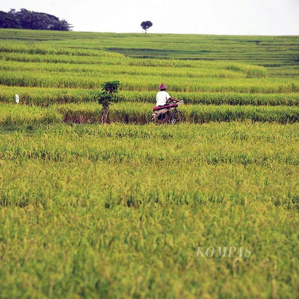 Warga melintasi lahan persawahan yang mulai menguning siap panen di Kecamatan Kunduran, Kabupaten Blora, Jawa Tengah, Sabtu (14/1). 