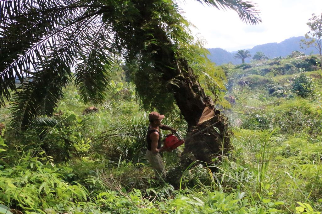 Masyarakat Desa Tenggulun, Kecamatan Tenggulun, Aceh Tamiang, Aceh, menebang pohon sawit yang ditanam di dalam hutan lindung Kawasan Ekosistem Leuser, Selasa (15/12). 