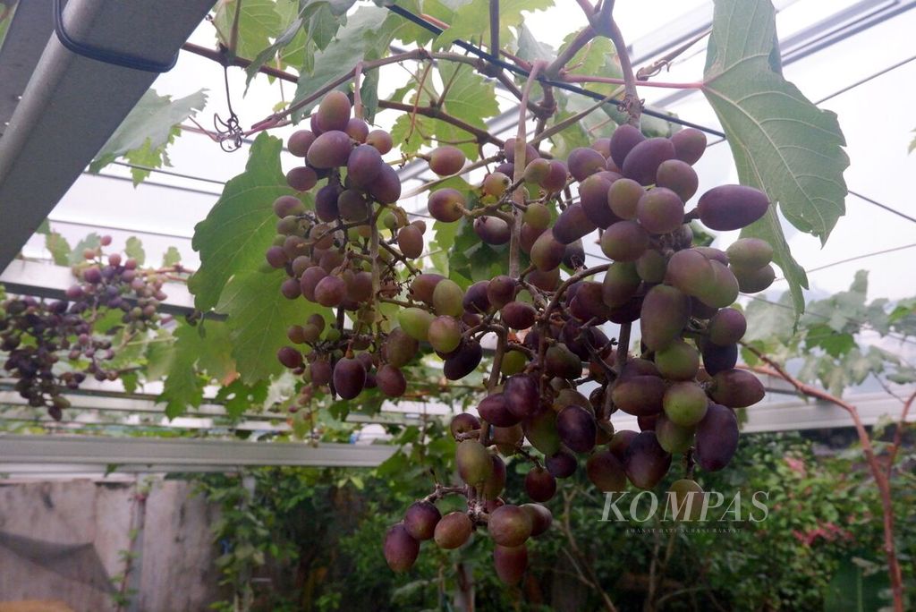 Dompolan anggur merah di pekarangan rumah warga di Kota Banjarmasin, Kalimantan Selatan, Sabtu (4/9/2021). 