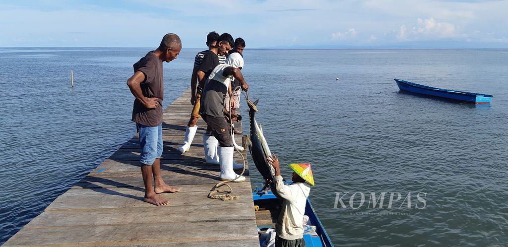 Beberapa nelayan di Desa Sangowo, Kecamatan Morotai Timur, Kabupaten Pulau Morotai, Maluku Utara, berupaya menaikkan tuna dari perahu ke dermaga, Rabu (27/7/2022),