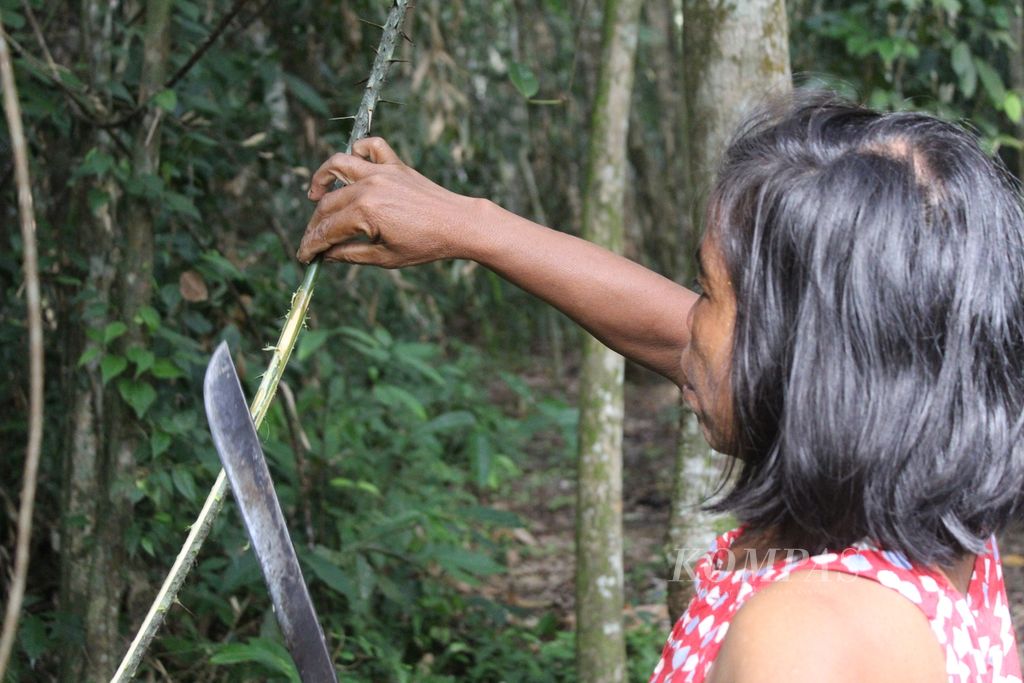 Yaya (49), warga Desa Kalumpang, Kabupaten Kapuas, Kalimantan Tengah, mencari rotan di hutan, Jumat (12/1/2024). Dengan tangan kosong ia menebas dan membersihkan rotan yang penuh duri.