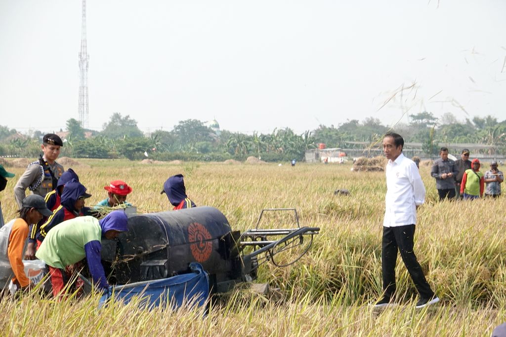 Presiden Joko Widodo meninjau panen padi di Jalan PLTU Indramayu, Desa Karanglayung, Kecamatan Sukra, Indramayu, Jawa Barat, Jumat (13/10/2023). 