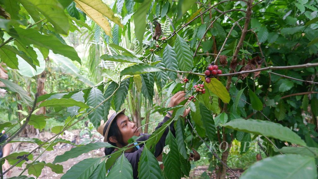 Seorang pemuda memetik kopi di Kebun Kopi Edukasi di Kota Banjarbaru, Kalimantan Selatan, Jumat (2/6/2023). 