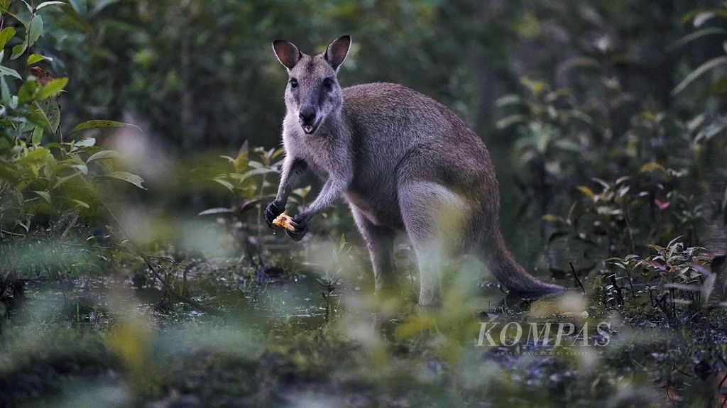Kanguru di Bomisai, Taman Nasional Wasur, Merauke, Papua, Kamis (12/3/2020). Mamalia besar asli yang terdapat di kawasan TN Wasur adalah tiga marsupial yaitu kanguru lincah (Macropus agilis), kanguru hutan/biasa (Darcopsis veterum) dan kanguru bus (Thylogale brunii).