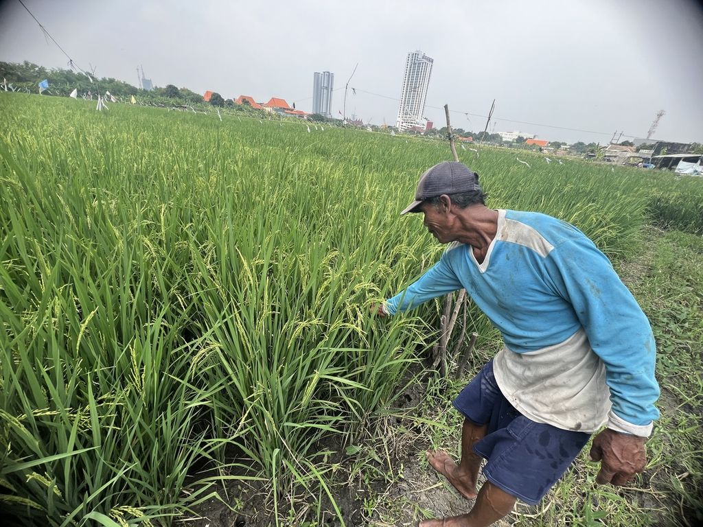 Jumari (70), salah seorang petani, menanam padi dengan memanfaatkan tanah kosong di sekitar rumahnya di Gayungan, Kota Surabaya, Selasa (20/2/2024).