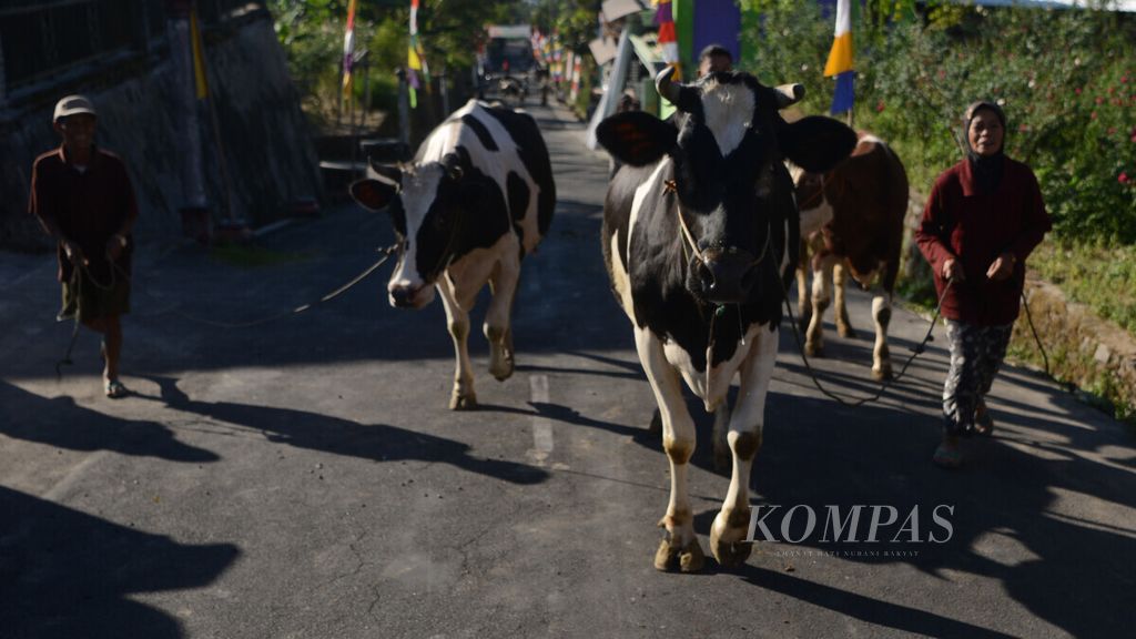 Warga membawa hewan ternak mereka untuk diikutsertakan dalam tradisi arak-arakan hewan ternak di Desa Sruni, Kecamatan Musuk, Kabupaten Boyolali, Jawa Tengah, Rabu (12/6/2019). 