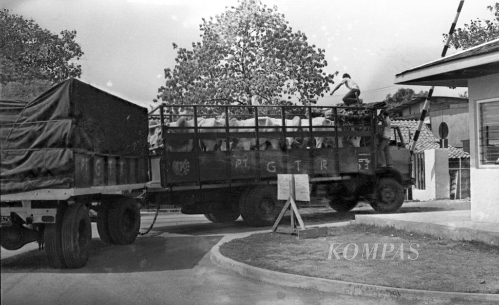 Beberapa truk pengangkut ternak dari luar kota dilarang masuk ke RPH Cakung sehubungan dengan berjangkitnya wabah penyakit mulut dan kuku di Jawa Tengah, 3 September 1983.