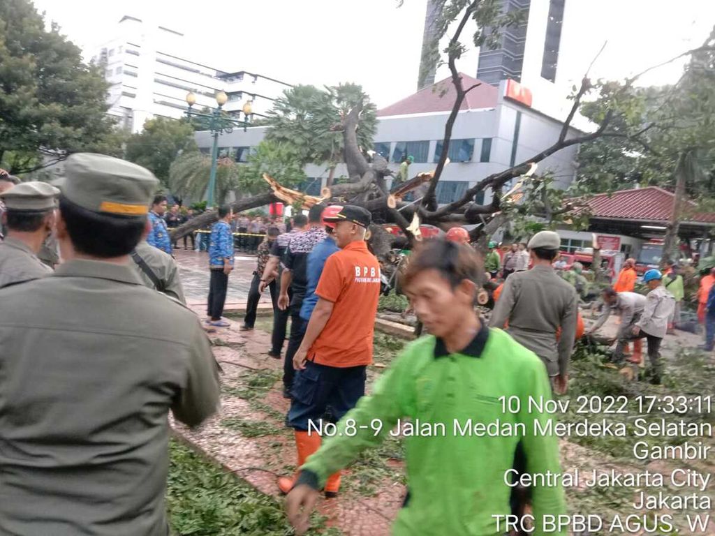  Suasana saat kejadian tumbangnya pohon trembesi pada Kamis sore (10/11/2022) di Balai Kota, Gambir, Jakarta Pusat.