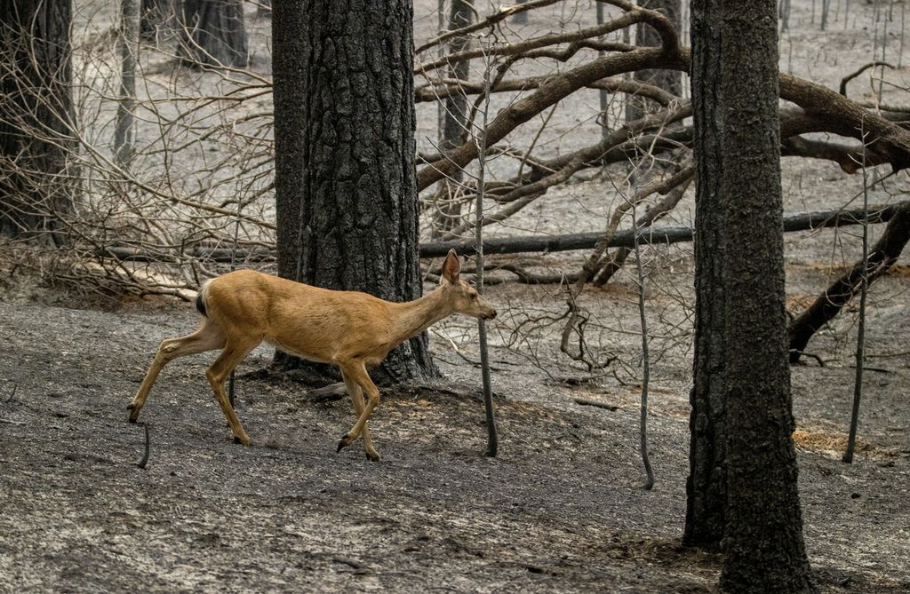 Seekor rusa berjalan di atas abu sisa kebakaran Caldor yang menghanguskan Grizzly Flats, California, AS, Rabu (18/8/2021).