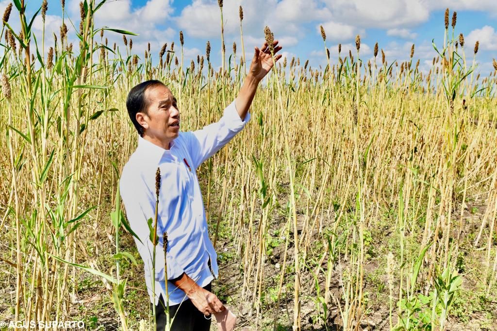 Presiden Joko Widodo meninjau ladang sorgum di Kabupaten Sumba Timur, Nusa Tenggara Timur, Kamis (2/6/2022).
