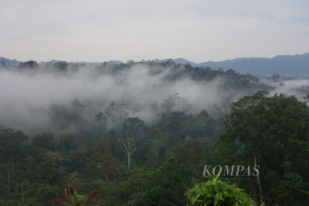 Kabut menyelimuti beberapa bagian hutan setelah turun hujan di Kampung Mului, Desa Swan Slotung, Kecamatan Muara Komam, Kabupaten Paser, Kalimantan Timur, Senin (20/11/2023).