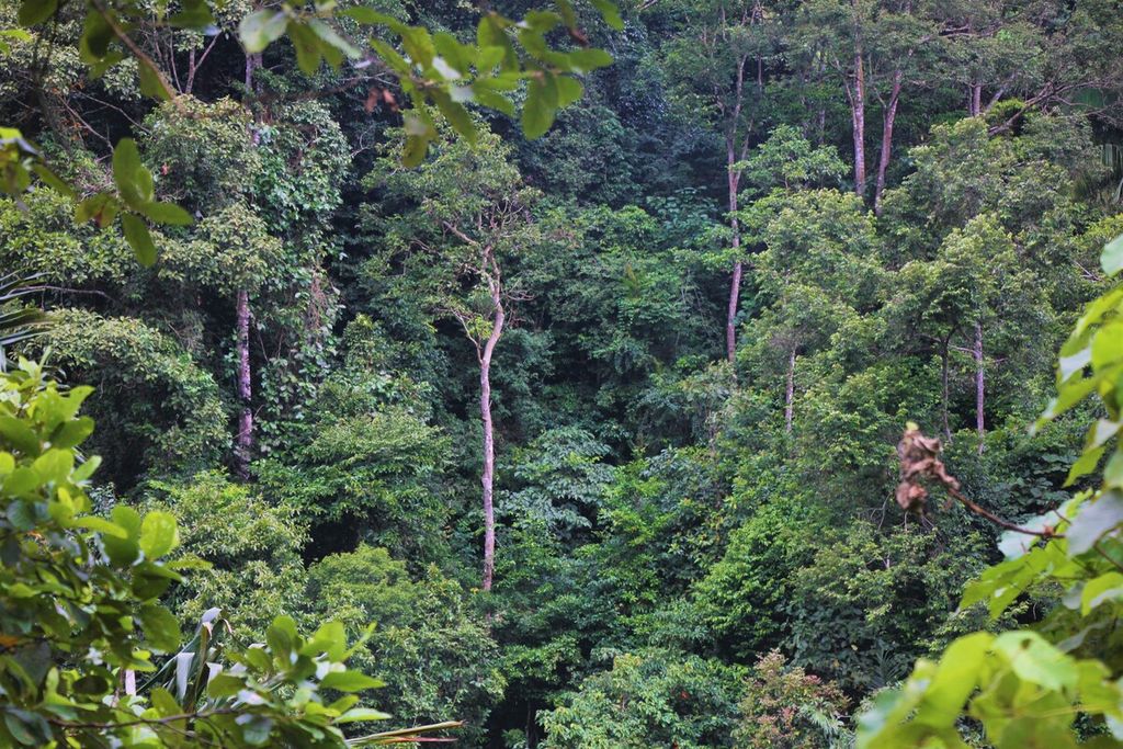 Kawasan hutan lindung di Kecamatan Tangse, Kabupaten Pidie, Aceh, yang akan diusulkan sebagai hutan adat, Selasa (14/2/2023).