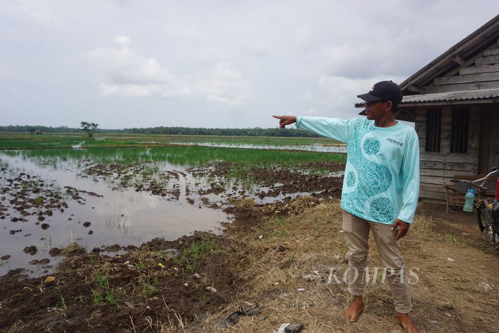 Junarto (48) sedang menunjukkan hamparan sawah di Desa Bulupayung, Kecamatan Patimuan, Kabupaten Cilacap, Jawa Tengah, Selasa (9/1/2024). 